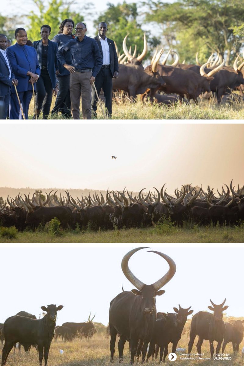 mugabojulius1's tweet photo. If you are to visit  Rwanda, Be advised that this country’s culture  holds value of “Inyambo cows”  how about your country?

“Inyambo”🐂 cows ! https://t.co/39uUVGir7P