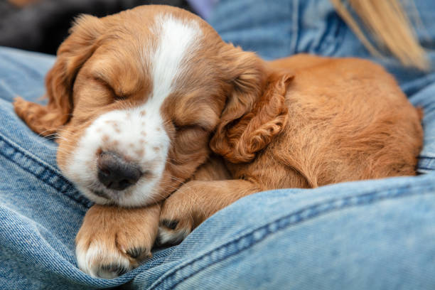 Pioupiouwee's tweet image. Imagining having a tiny lil pup napping on my lap while I study so it sounds less tiring n boring... #ageretwt #petretwt