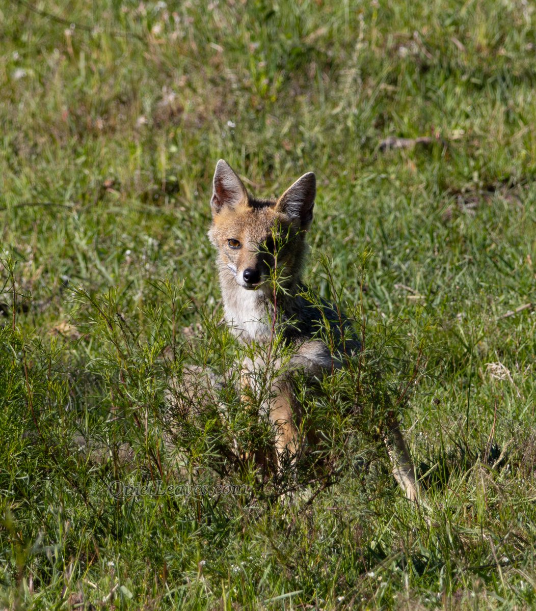 Дикая природа Уругвая восхитительна! 

Посреди кампо мне встретилась молодая пампасная лисица (Lycalopex gymnocerca), которая в целом не очень-то и боялась человеческого присутствия, только лениво отбежала в сторону и наблюдала за тем, как я наблюдаю за ней.