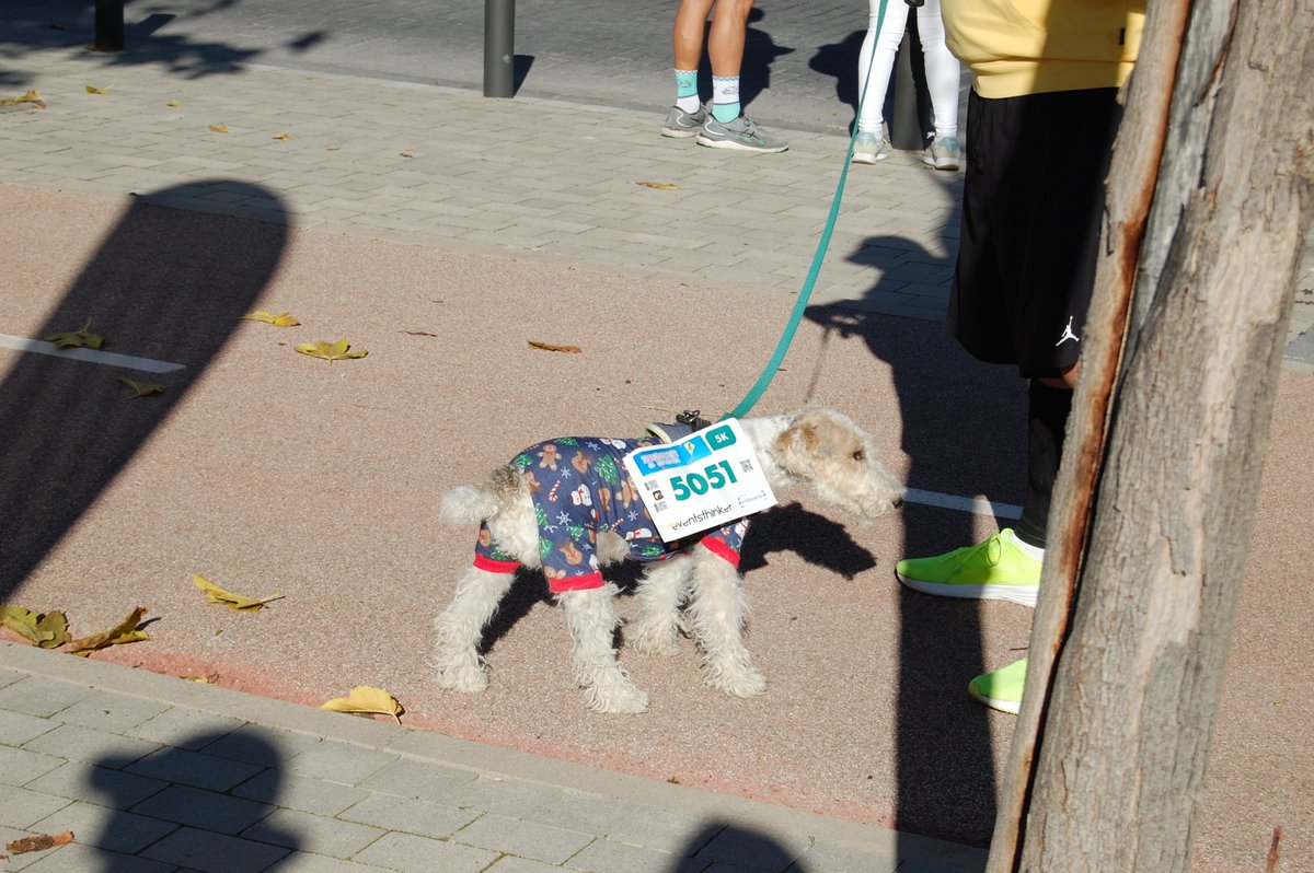 SAN SILVESTRE DE HORTALEZA 20/12/2025
Es tan divertida que hasta los perros vienen con su disfraz 😜
eventsthinker.com/sansilvestre/