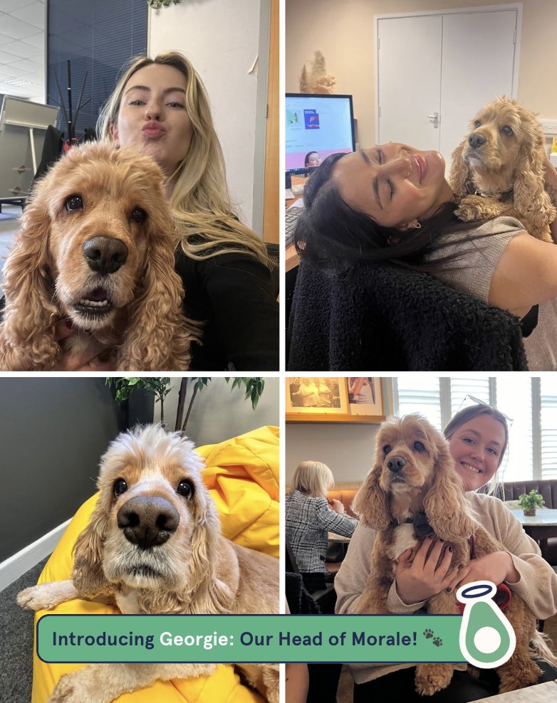 GoodFoodGroup_'s tweet image. 🐾 Introducing Georgie — Our Head of Morale 🐾

We’re thrilled to officially announce the most important promotion of the year… Georgie is now our Head of Morale🎉

Here’s to happier workdays, more smiles, and endless treats for our fluffiest team member 💚

#OfficeDog