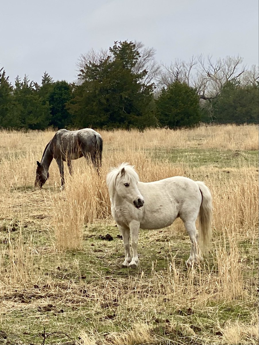 Starwalker2025's tweet image. Nebraska graceful morning. #nebraska #horse #pony #nature #morning #photography