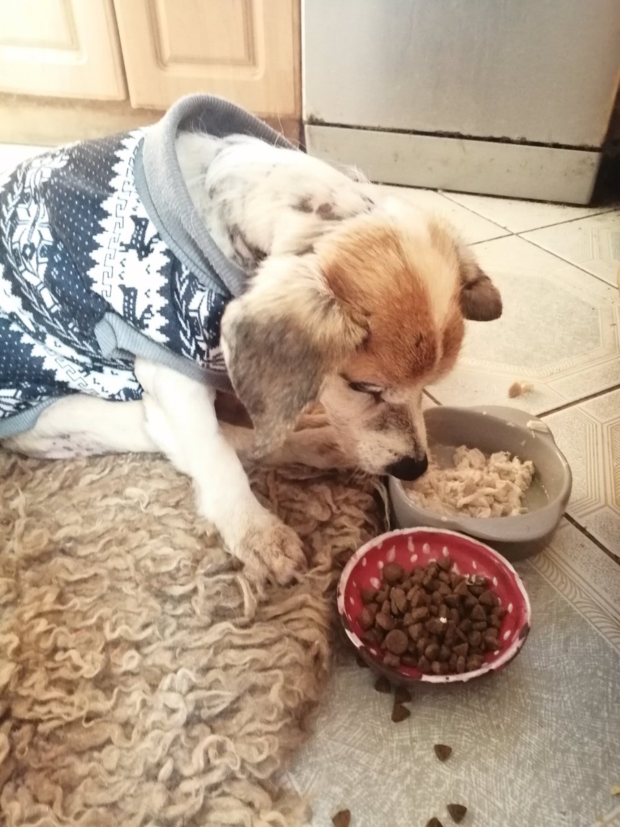Stafis obudził braciszka on tak bardzo go kocha  ♥️ Bakcylek poszedł zrobić siusiu na ogródek a teraz je pyszne śniadanko. Smaczne chrupelaski i gotowanego kurczaczka  😋 bardzo mu to smakuje a ja piszczę z radości, że je  ♥️😋♥️