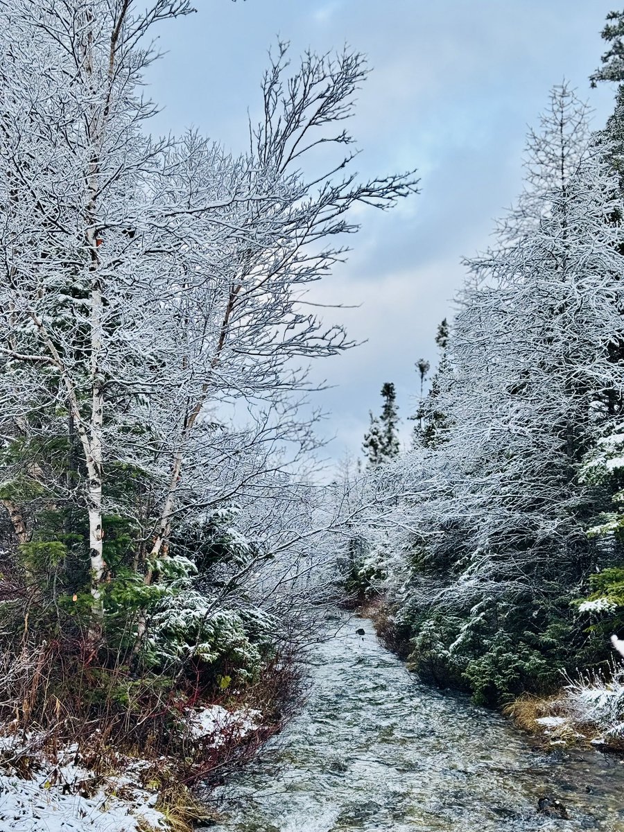 I love November days like these. Just enough snow to be pretty. Have a great day, friends.
Jack Pond, November 2025. #NewfoundlandandLabrador #explorenl #ShareYourWeather #Nlwx
