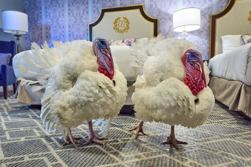 LonelyAppleTree's tweet image. Gobble and Waddle are allowed to live...until Christmas. 
President Trump can wait.