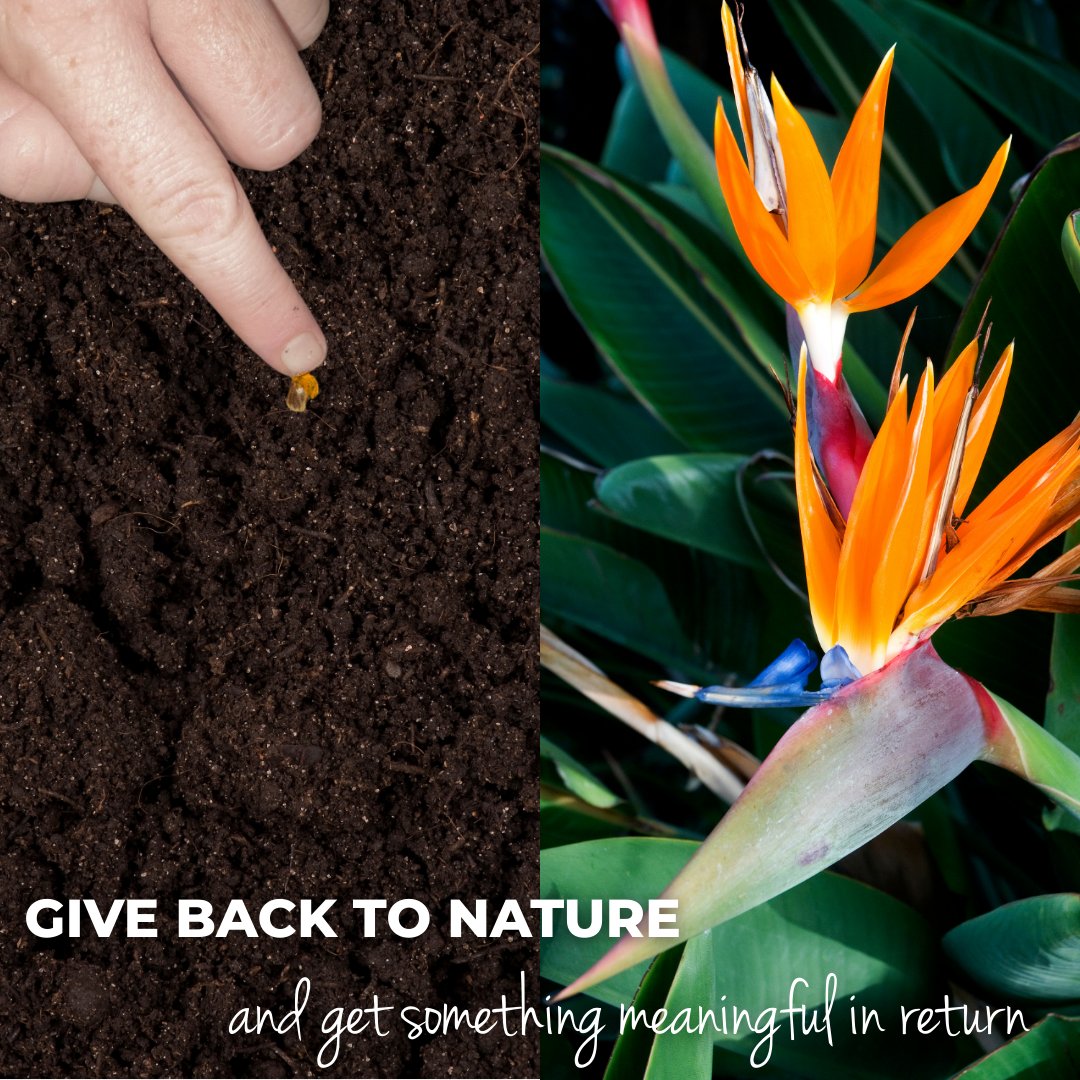 BotSocSA tweet media