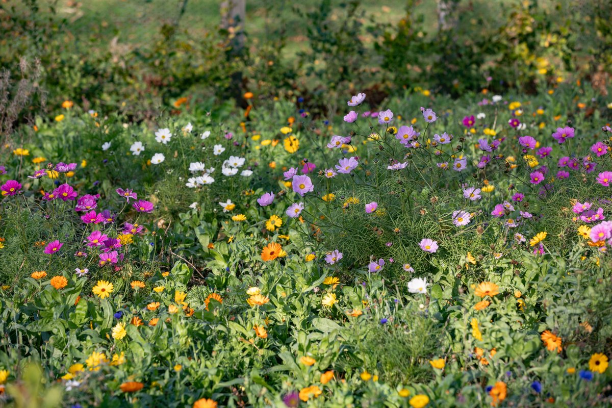 If your day feels busy, our Marian Garden offers a quiet space to rest and pray. 

Surrounded by stillness and held in Mary's care, it is open to all who seek a moment of peace.