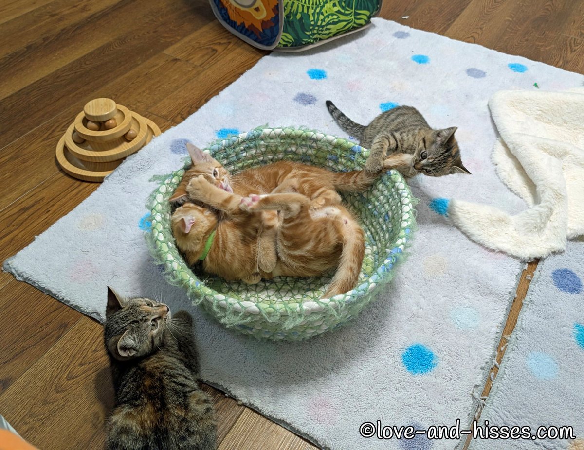 love-and-hisses.com/11-25-25/ 

The Love &amp; Hisses blog post for Tuesday, November 25th. 🙂

(Note: Kittens are 10 weeks old today; Forgotten Felines is accepting applications. Details in the blog post.)
