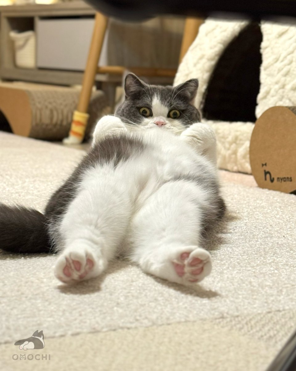 Noriko🐾 (@Noriko_Jun14) / Posts / X