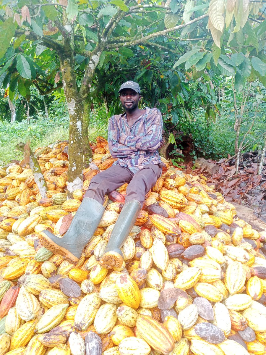 Cocoaworld02's tweet image. Happy New day Hopefully it&apos;s going to be a great week.
#cocoafarmer
#Cocoabuyer