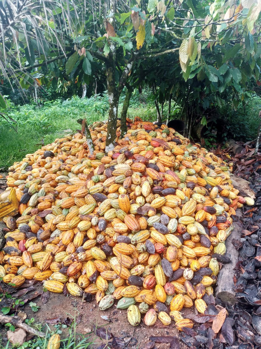 Cocoaworld02's tweet image. Happy New day Hopefully it&apos;s going to be a great week.
#cocoafarmer
#Cocoabuyer