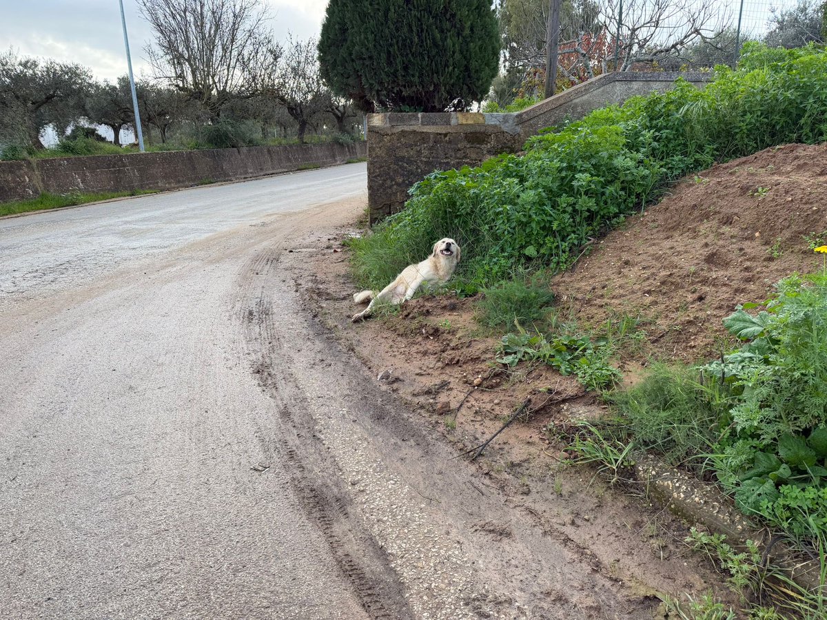 ohanarifugio's tweet photo. ❗️ RECUPERATO UN CANE INVESTITO

Emergenza di oggi. Segnalato alla Polizia Locale di Montevago che, oltre a chiamarci, lo ha immediatamente soccorso e portato in clinica. 

È davvero un piacere quando le istituzioni agiscono così anziché fregartene altamente. https://t.co/QJW5JPLU4p