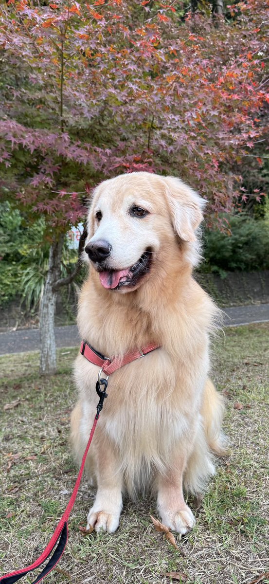 ゆず☀️ゴールデンレトリバー (@YUZU_golden_) / Posts / X