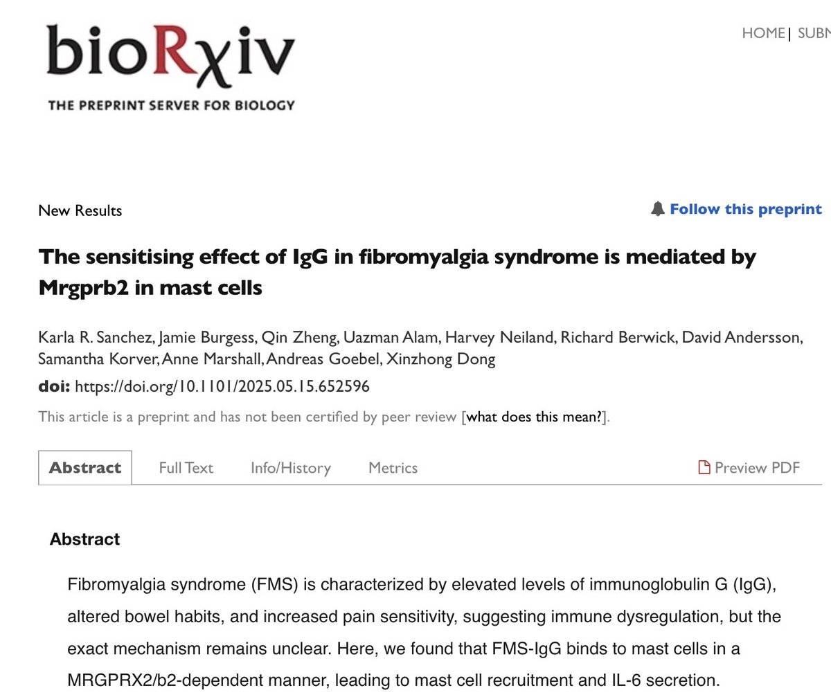 1) The British group that started transfer experiments of fibromyalgia antibodies into mice now reports that this is probably mediated by mast cells.