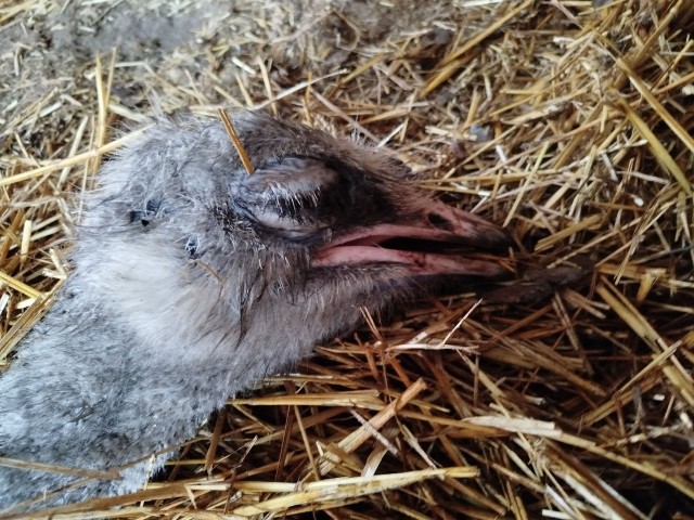 Robert Maślak tweet media