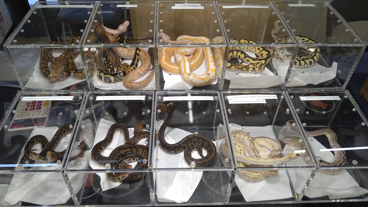 TT_REPTILES's tweet image. ぶりくら市、終日快晴で絶好のイベント日和でした！
沢山の方々にお立ち寄り頂き誠にありがとうございました！

次は当店年内最後のイベントになる12月6.7日東京品川で開催されるRAMPAGEに出店させて頂きます。

#ボールパイソン
#爬虫類イベント
#ぶりくら市
#RAMPAGE