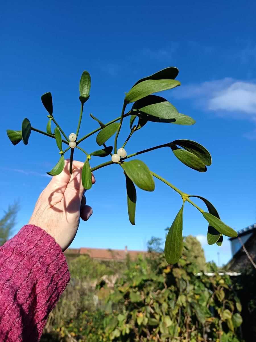 Just cut a couple of sprigs of my beautiful Homegrown #mistletoe to take to <a href="/HookGClub/">🦋 Hook Gardening Club 🌿</a> East Riding of Yorkshire meeting #showandtell 😂 <a href="/shedfelt/">Sheddy🪡🍷🌷🧶</a>
