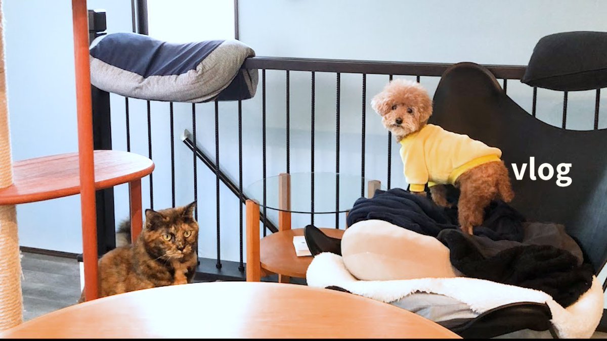 サビ猫三姉妹 (@matsugorookoku) / Posts / X