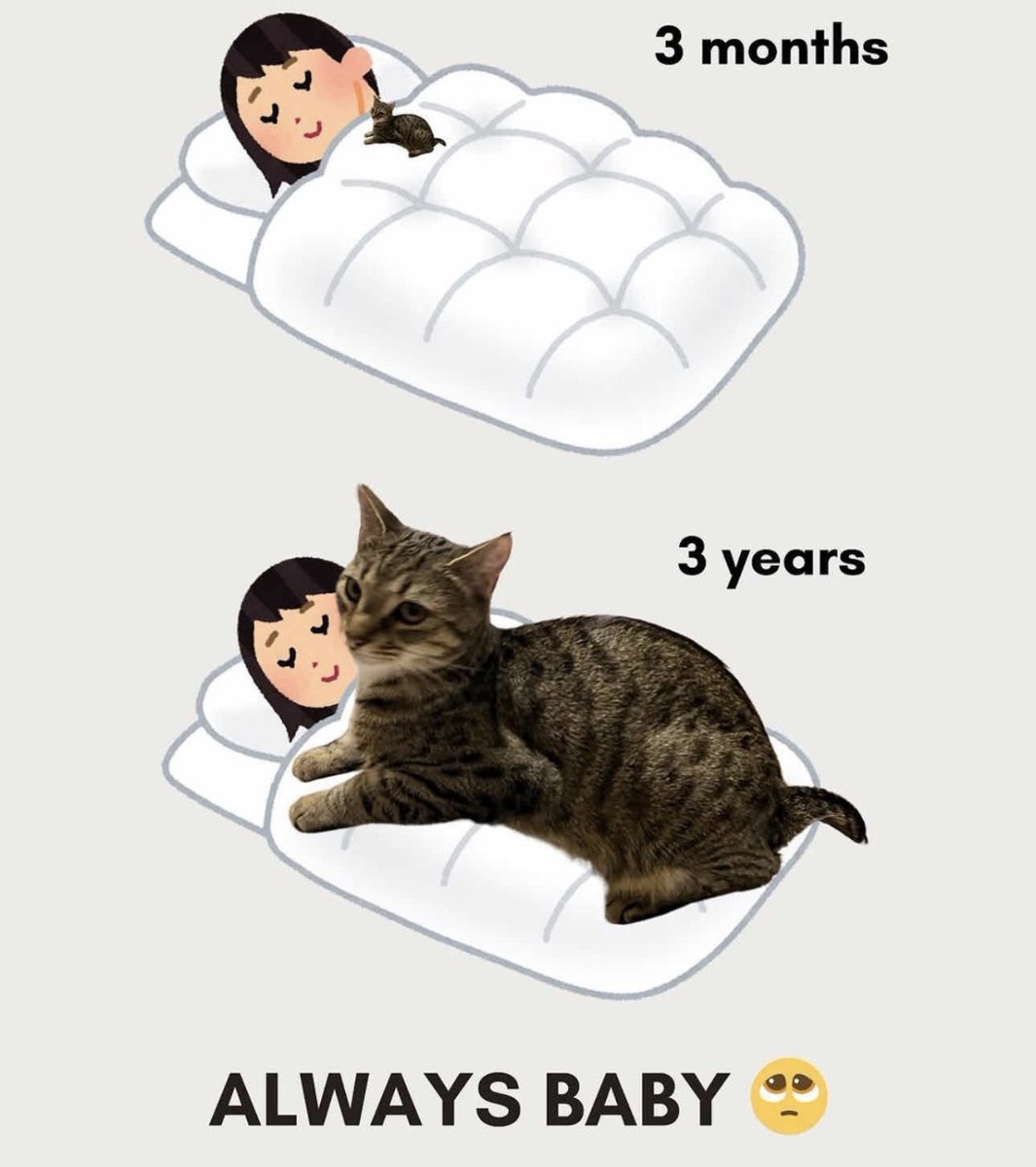 catshealdeprsn's tweet image. 