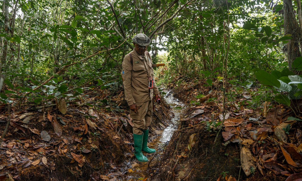 🔍 La #FOKL mène la 6ᵉ enquête triennale de biomonitoring à #Odzalakokoua &amp; à #Lossi 🌳🦍
5 équipes déployées (21j terrain/10j repos) pour suivre la biodiversité, avec l’appui de l’ACFAP, du CNIAF &amp; des étudiants locaux 🤝🇨🇬.
<a href="/AfricanParks/">African Parks</a> #Biomonitoring  #Conservation  #congo