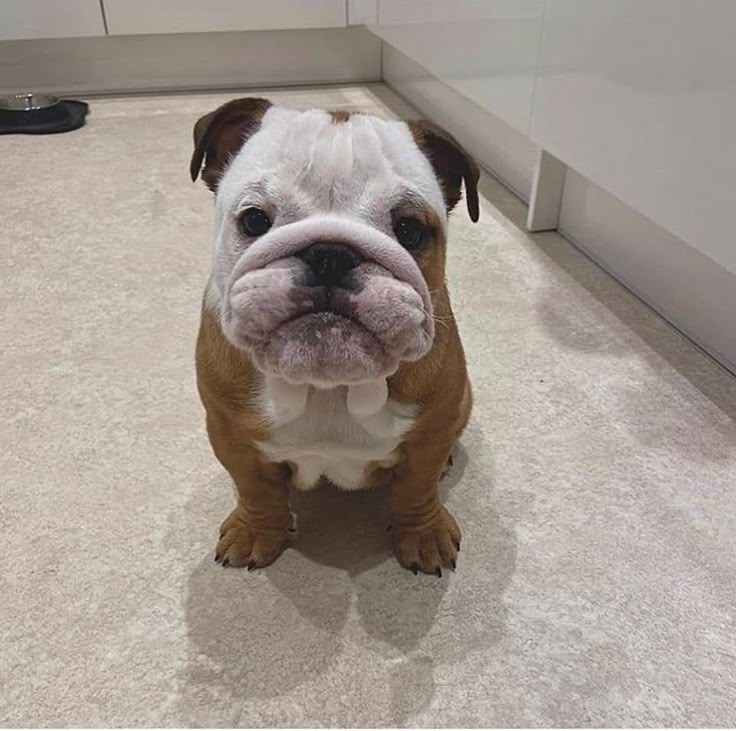 Bulldog05625097's tweet image. Great photographs ❤️