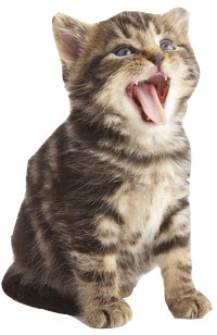 S0ulSuper's tweet photo. @mausleeps el kitty https://t.co/dgAQYYpZjx
