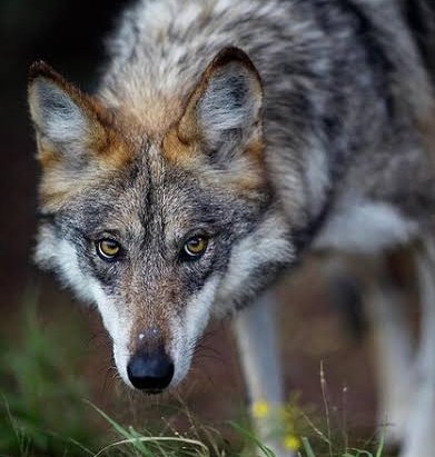 bangchan as wolves 🐺 tweet media