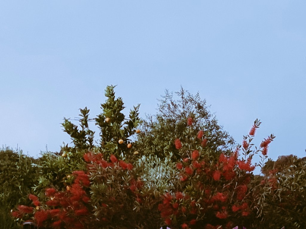 SingChaupai's tweet photo. The moon is but a guest.
I am the sky it rises in. 💫
(Little pockets of peace from my backyard this evening) 🍃🌙🏙🌃
#PhotoMode #mycapture https://t.co/DvVGnxHknl