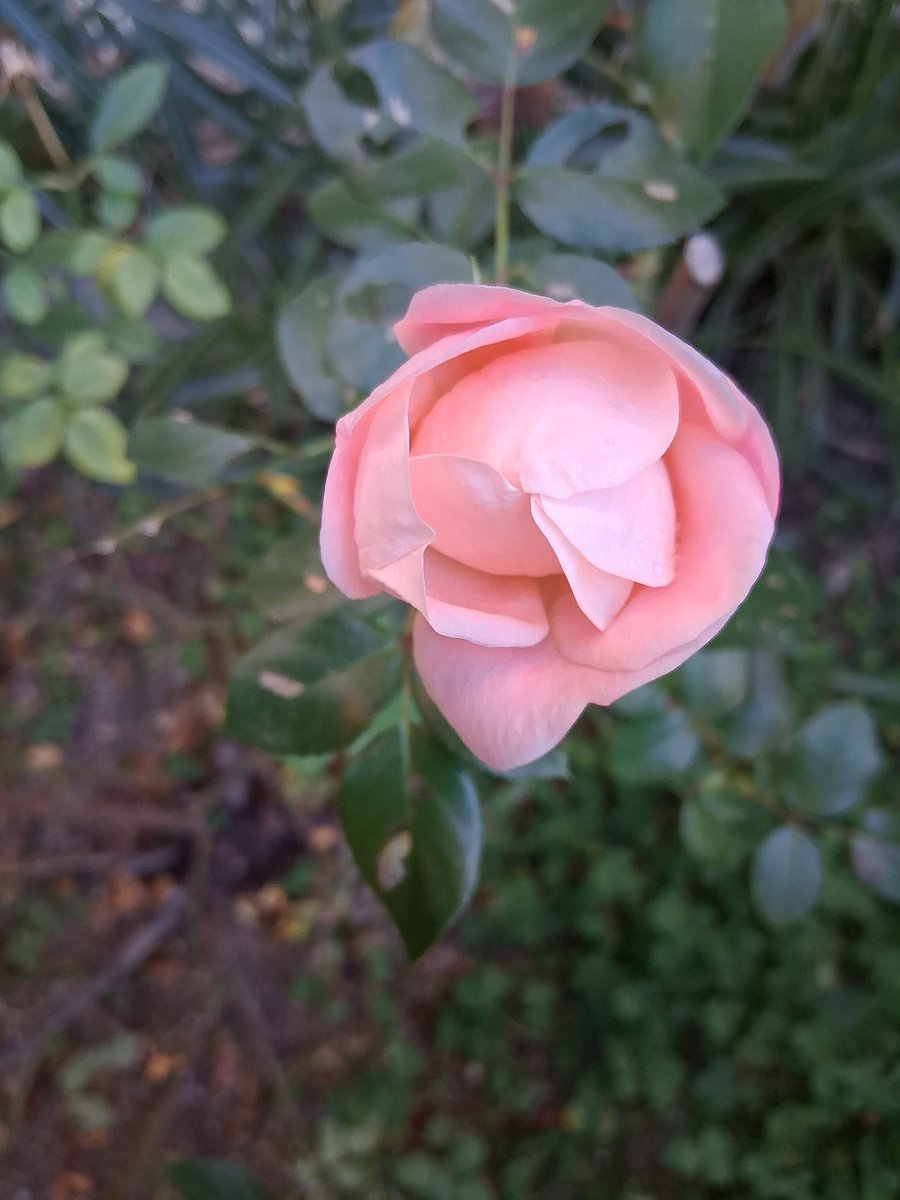 #25novembre2025 
#antifone

Affida al Signore la tua via, ed Egli compirà la sua opera.

Allontanati dal male, fa' il bene: il Signore sostiene i giusti.

Spera nel Signore e segui la sua via.