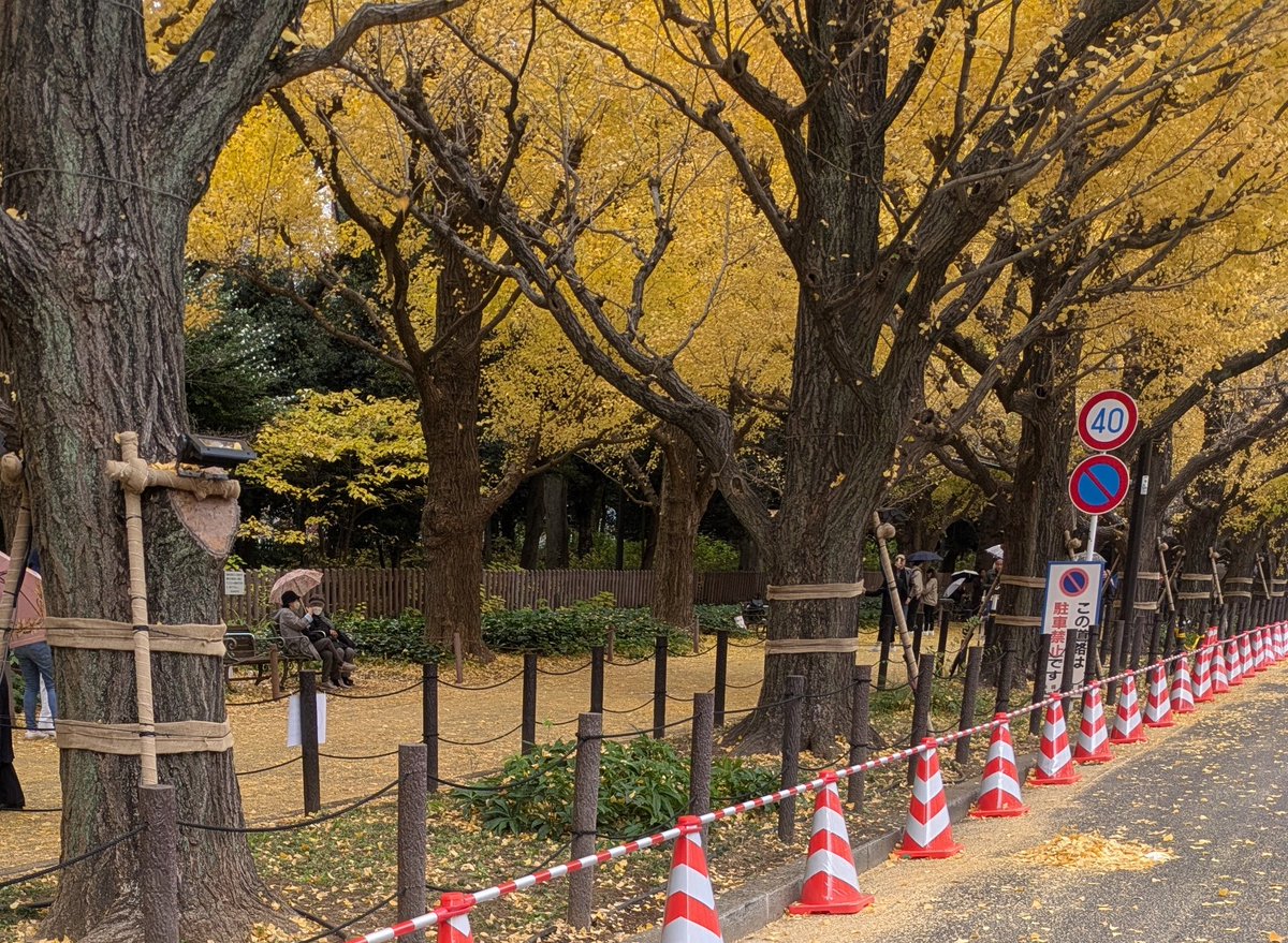 queenkingbell's tweet photo. 月に一度の神宮外苑です
あいにくの雨でした
でも銀杏並木が最高
歩道もイチョウの葉で埋め
尽くされていましたよ
神宮外苑の銀杏並木最高(*^^*) https://t.co/VDQlqr4pXI