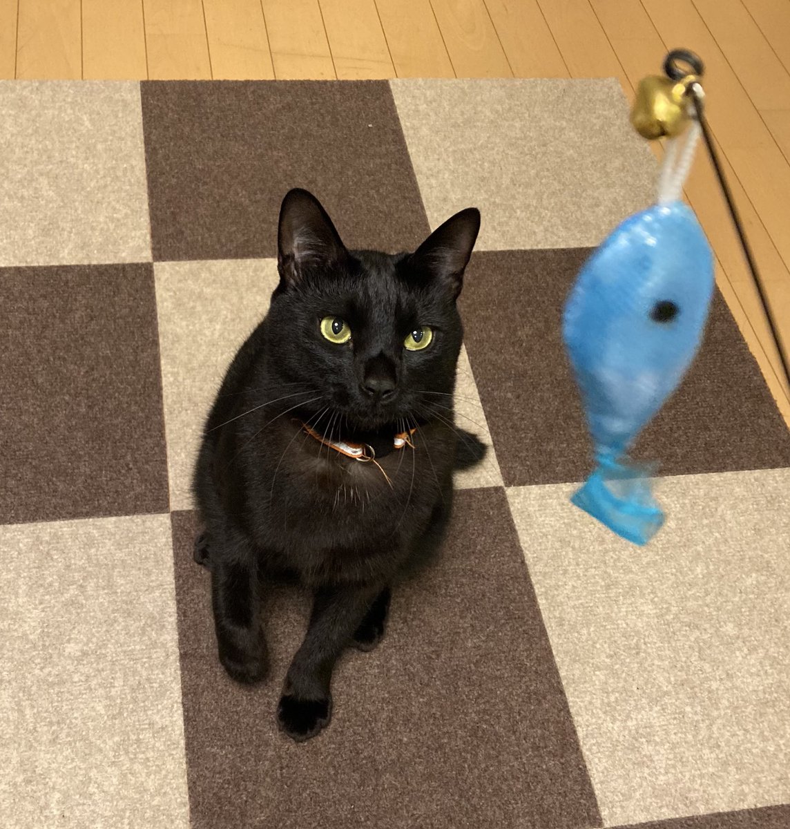 なっちゅ888☆ (@yuruneko47) / Posts / X