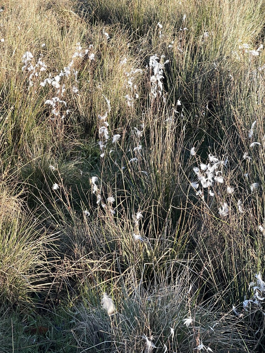 Looks like cotton grass but these are all feathers