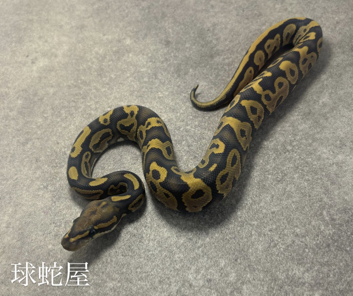 tamahebi_bp's tweet image. 【販売個体】
Leopard Ghost ♂
2025JP CB
¥40,000

かっこいい乱れ方😎
これからの成長に期待大

#ボールパイソン
#ballpython
#爬虫類
#球蛇屋