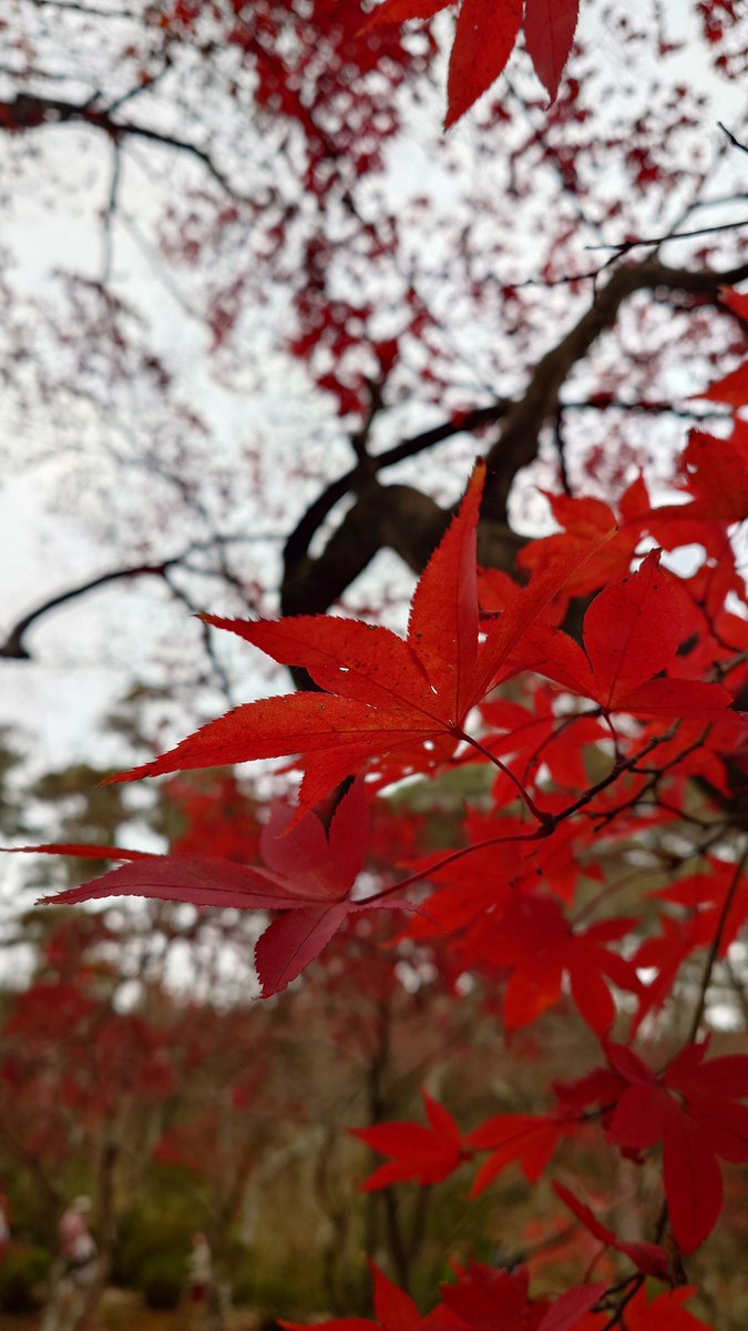 drivenboost's tweet image. 弥彦山の紅葉  

すごく綺麗で、この映像から曲が作れないかな…と思ってます。  
まだ何もできてないけど、運が良ければインスピレーションがふっと落ちてくるかもしれない。  

#弥彦山 #紅葉 #作曲 #音楽好きと繋がりたい
 #インスピレーション #秋の景色 #Suno研究