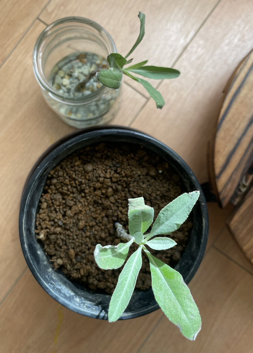 ayafarm2022's tweet photo. 数ヶ月前に購入したホワイトセージの苗２本、あっという間に
枯らしてしまった。

苗を買い直したのだけど

届かないなー

と思っていたら、発送済みでポストに放置状態だった（4日程）

根っこが乾燥しちゃったので、挿し木と水耕栽培で復活するかチャレンジです‼️

#家庭菜園
#ホワイトセージ https://t.co/8YGFNez4XU