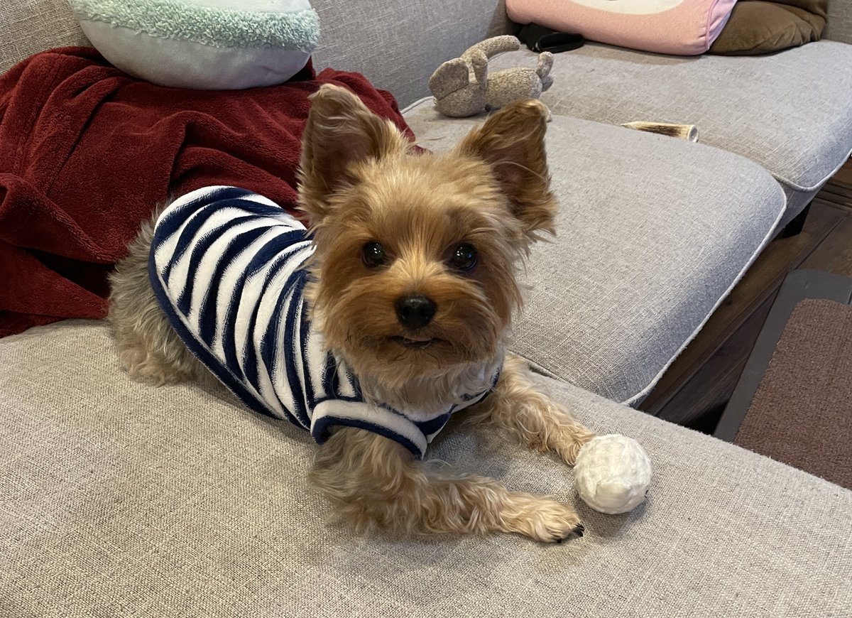 オーダー受付 Xmas ヨーキー ご予約ページ 10/28 オーダー受付 Xmas