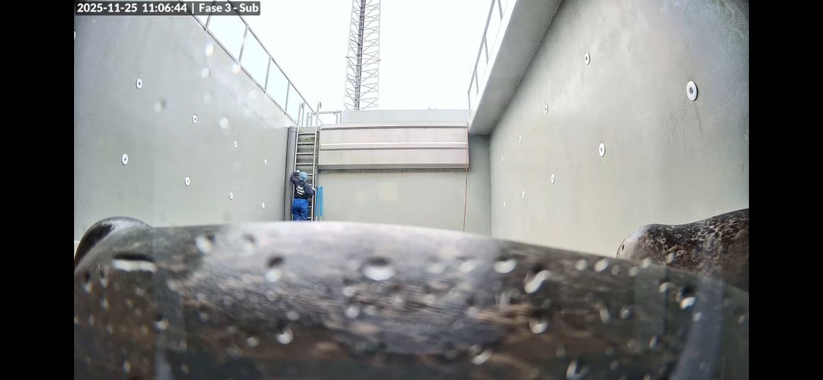 astro_mutto's tweet image. 11/25の様子。潜水艇に見えました

Nov 25. Seal Submarine Illusion

Seals live | Phase 3 Underwater(水中ライブ配信)↓
youtube.com/live/Piyko9bD_…

#アザラシ幼稚園 #zeehondencentrum #Werelderfgoedcentrum #WECWaddenzee