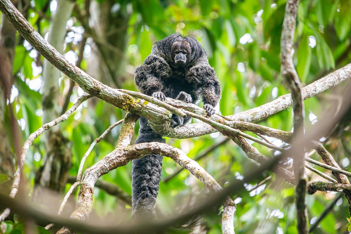 vagabondway's tweet image. The napo saki monkey was one of the species we were most hopeful to see. This hard-to-spot primate spends most of its time at the top of the canopy. Despite the intimidating appearance, they have a lot of fluff to them!
#ecuador #monkey #primate #naposaki #cuyabenowildlifereserve