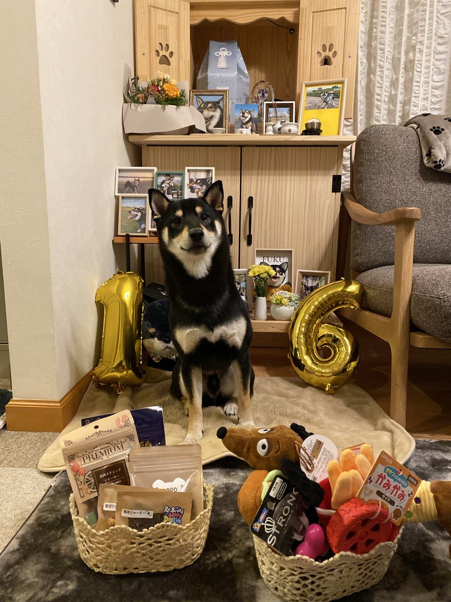 黒柴♂福 と生まれ変わりの弟 天 (@kuroshiba29fuku) / Posts / X