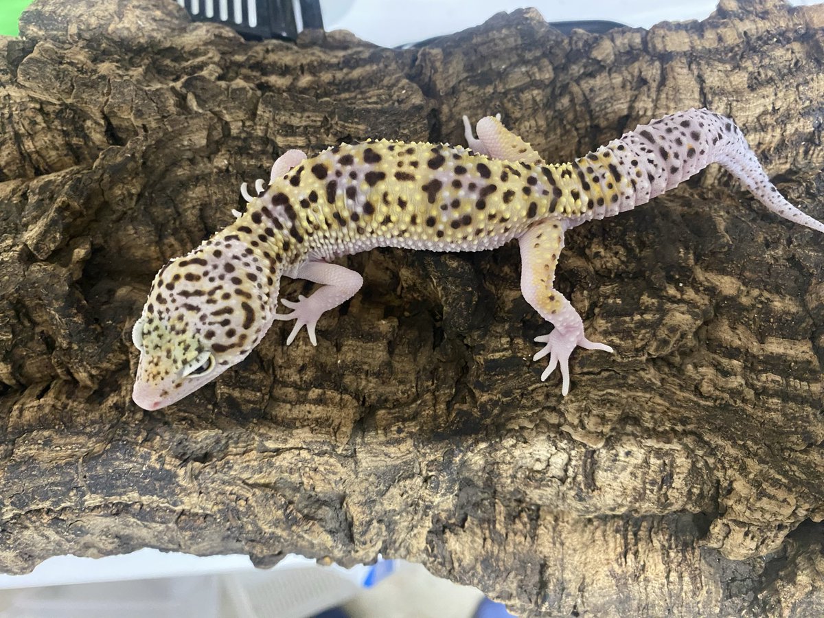 maruページ マルゼン|MREY-06|電気ゆで麺機|麺釜|厨房機器・熱機器 | 業務用厨房