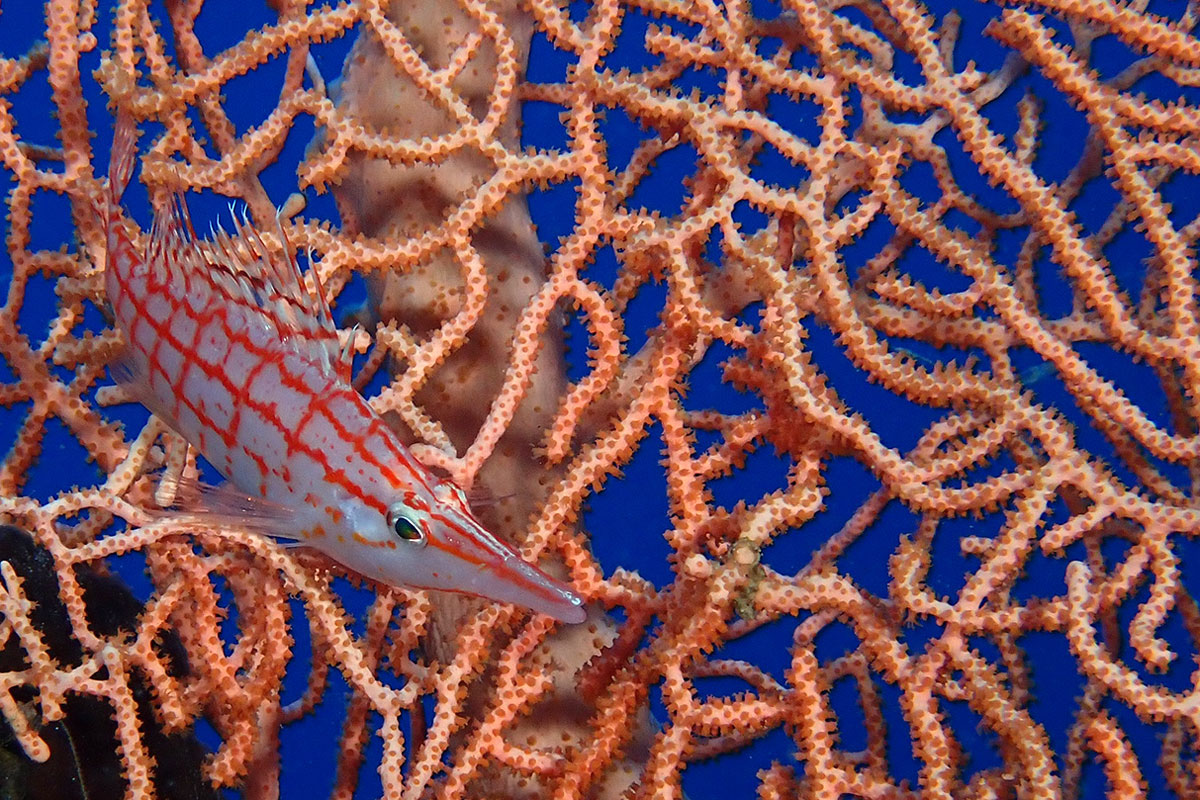 Spectacular shore dives dropping off to great depths at Dahab, #RedSea #scubadiving
scubatravel.co.uk/redsea/dahabdi…
📷Jill Studholme, longnosed hawkfish in Dahab