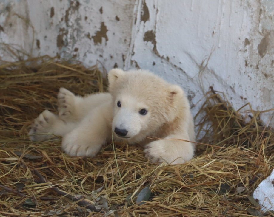 ホウちゃん祭り🥳
やっぱりホウちゃん
ちっちゃくても大きくても
可愛すぎます🩷
ゴーゴ、イッちゃんからの宝物
551に豚まん買いに行こう！
551さんありがとう‼️
2025.11