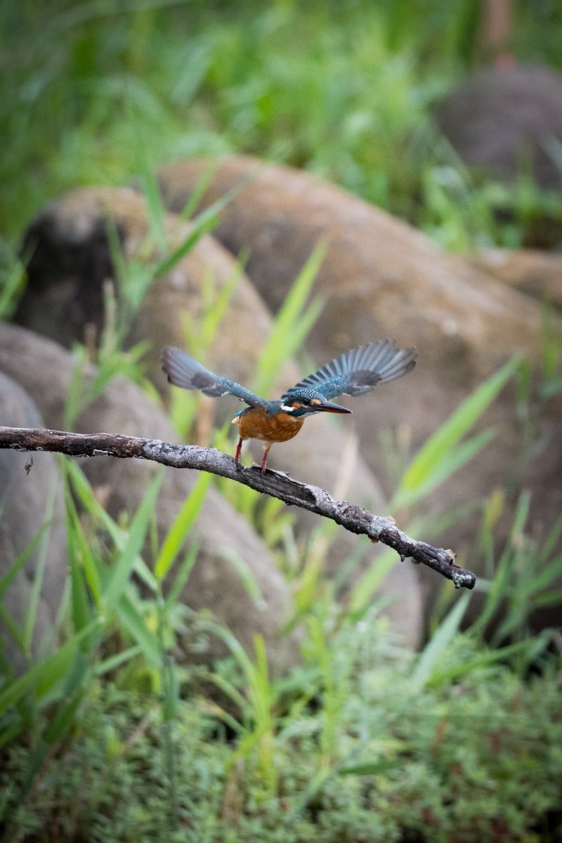 MINNIEWELOVEU's tweet image. #いいニコンの日

なんでNikonを選んだかは覚えてませんが、手にした時から新しい世界を与えてくれました！感謝！

1.2枚目 #NikonZ9
3枚目 #NikonD780
4枚目 #NikonZ50II