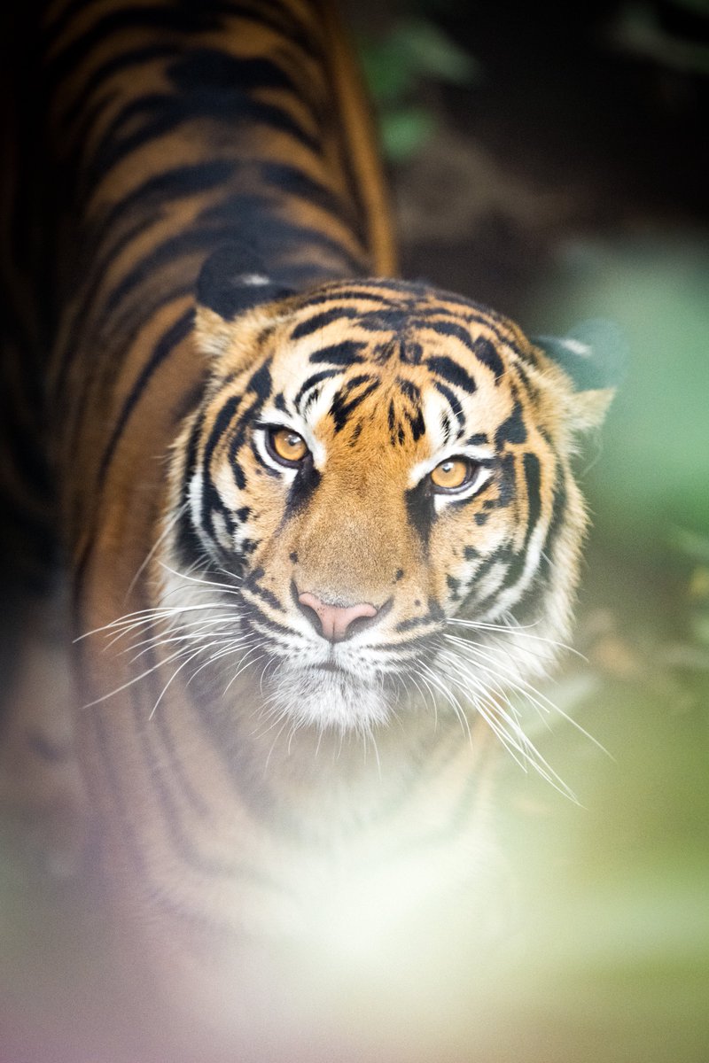 MINNIEWELOVEU's tweet image. #いいニコンの日

なんでNikonを選んだかは覚えてませんが、手にした時から新しい世界を与えてくれました！感謝！

1.2枚目 #NikonZ9
3枚目 #NikonD780
4枚目 #NikonZ50II