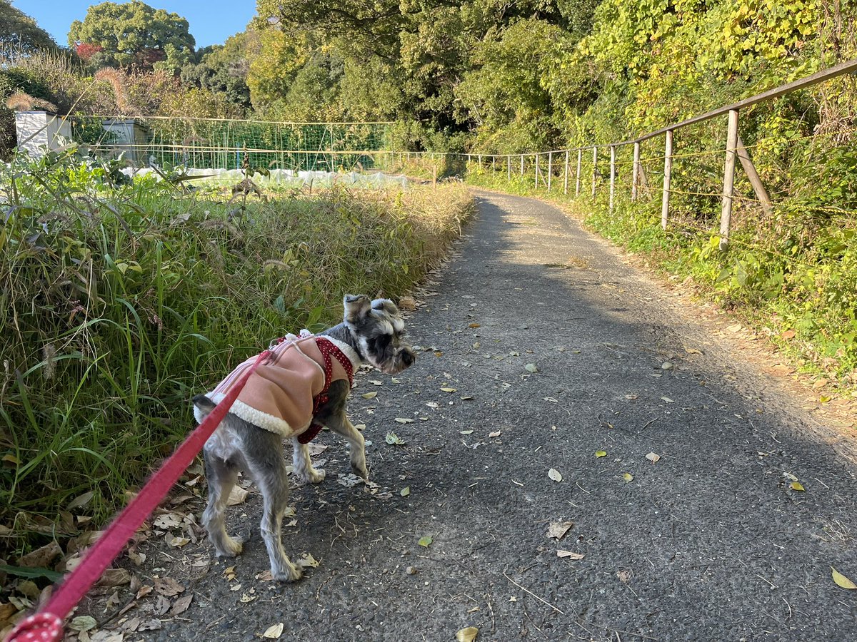 Rizaschnauzer's tweet photo. 昨日のあさんぽ🐶で、行く先にどでかいわんちゃん🦮がいてこりゃ困った💦と‥そうだいつもの逆方向から散歩しみよう‼️反対周りで散歩。すると今まで気づかなかった新しい散歩道を見つけました‼️ https://t.co/i4AkoGKNxb