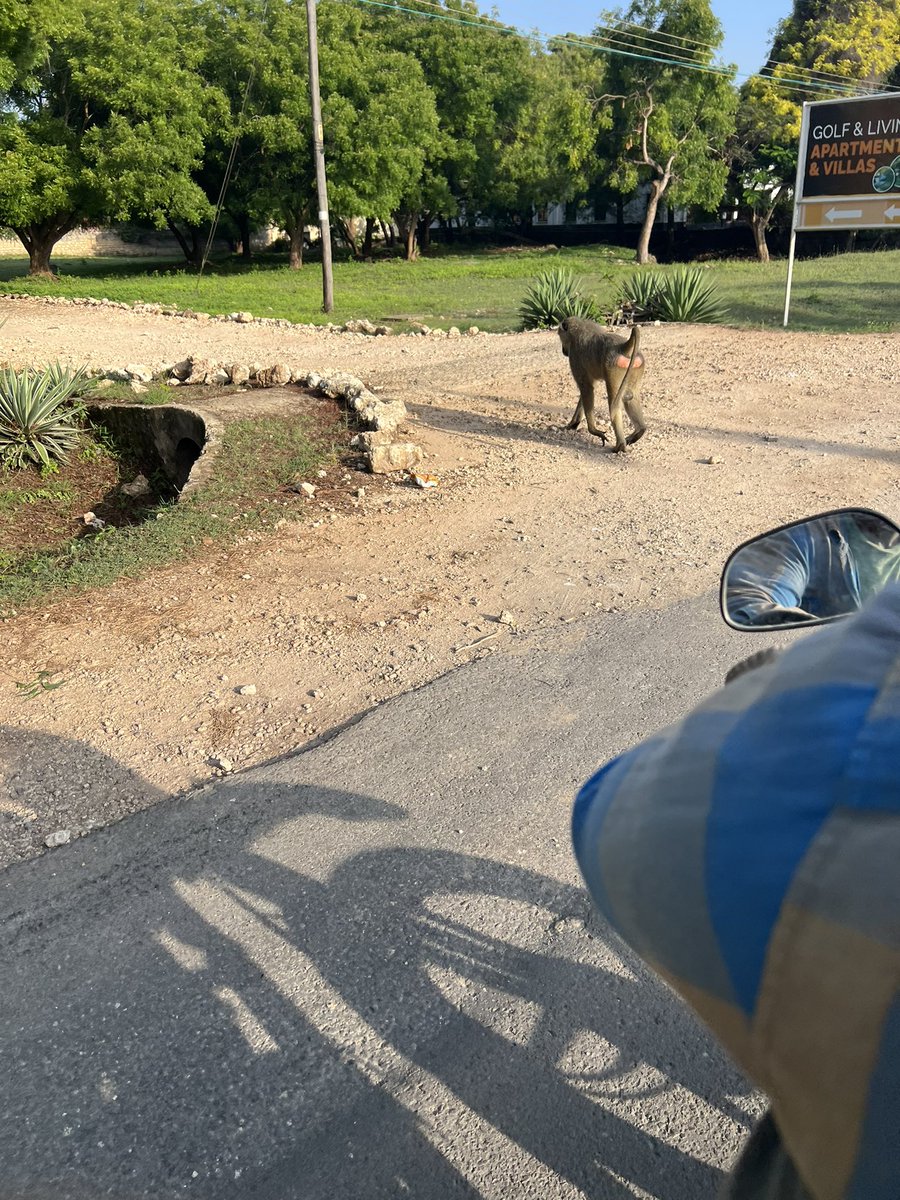 SonofPEACE🖤🇦🇪 (@fabianmuli) on Twitter photo 