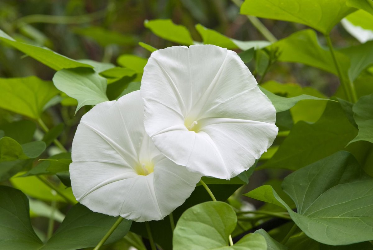 OletusMarigold's tweet image. 💌⧼ @PL0TARMOR ⧽ — Ah, Mr. DuPont!
The beautiful Moonflower Vine has the most adorable umbrella-esque shape! It&apos;s delicate and open petals akin to the welcoming kindness you radiate . . . 🌸.˚⋆