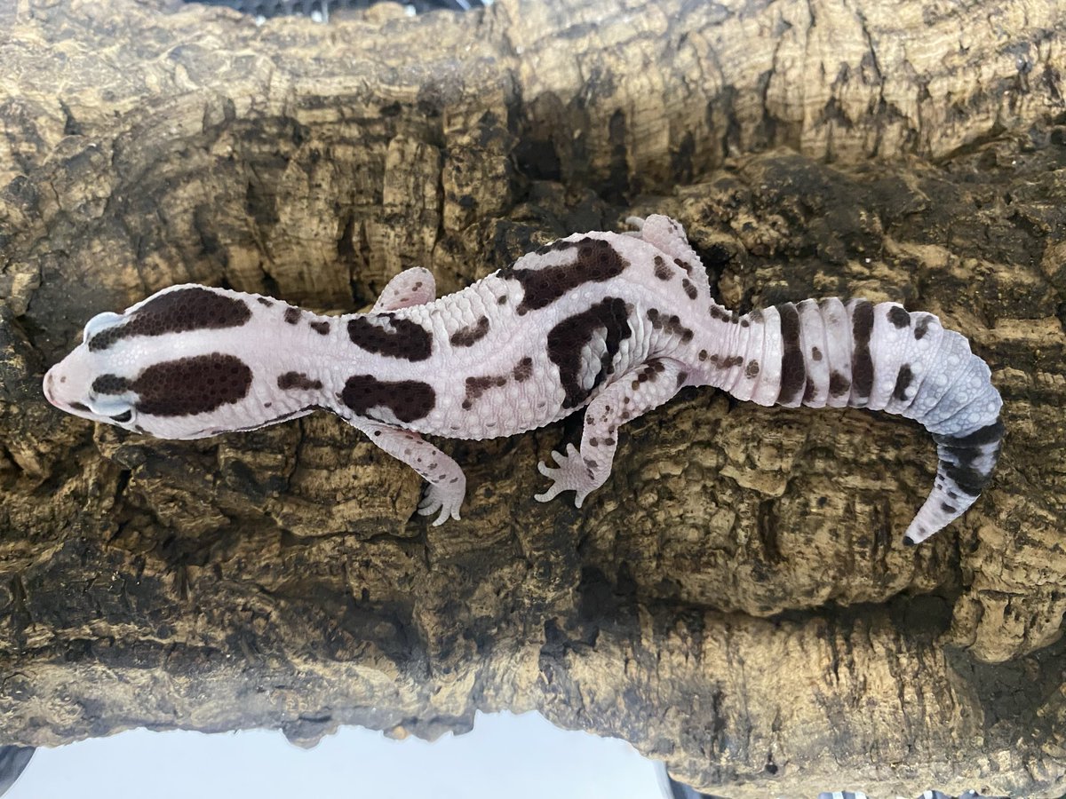 MARU (@dkiv_f) / Posts / X