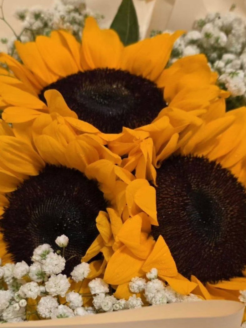 CosmicTurtle38's tweet image. این گل‌های آفتابگردون که دائو تو ویبو پست کرده رو آفرود تو سالگرد دو سالگیشون به همراه حلقه بهش هدیه داده بود و دائو براش کپشن گل آفتابگردون و فردی که به گل آب میده زده و انگار داره نشون بده که میخواد به این عشق آب بده و بزرگترش کنه
#oueiija #offroadKTP
#DAOU #DaouOffroad