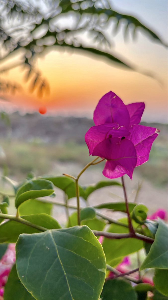 Hussam Shubaily tweet media